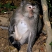 monkey_macaque_balinese_mf_ubud_v_1360_bal5081.jpg